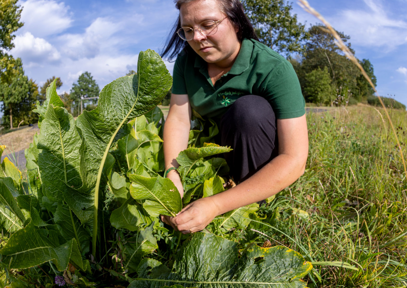 wilder Meerrettich auf der Wiese wilder Meerrettich auf der Wiese