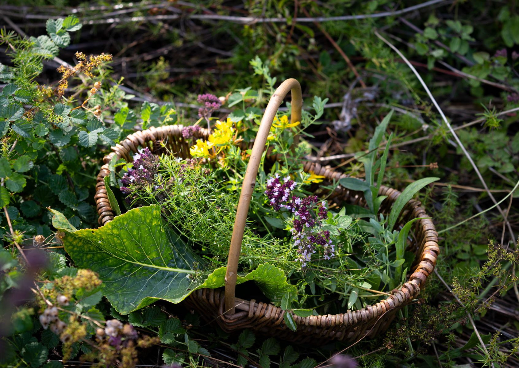 ein Korb voller Kräuter ein Korb voller Kräuter